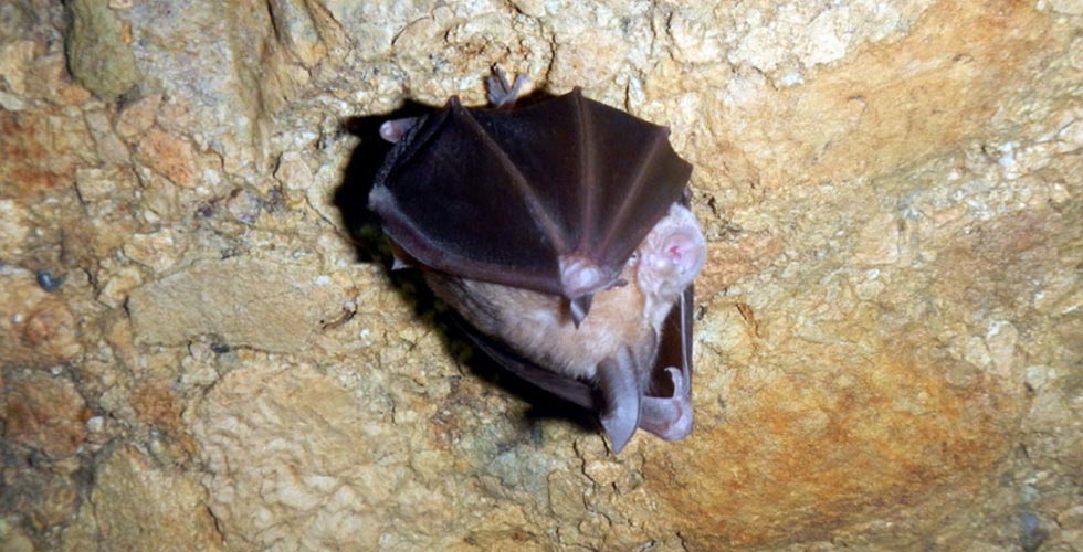 تالار خفاش غار دانیال